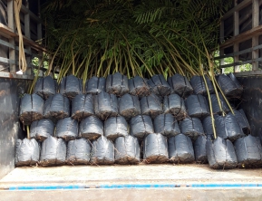 13/8/2019 giao 400  cây phượng vĩ cho khách