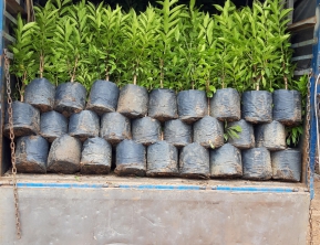 9/8 2019 giao 400 vối nếp về miền tây