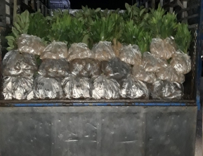 6/8 2019 giao 7000 gáo vàng đi lôc ninh