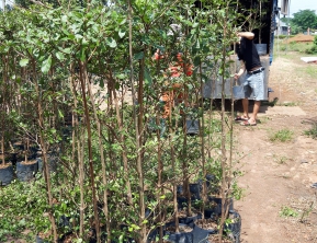 12/8/2019 giao 300 cây bàng đài loan về long an