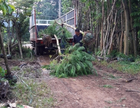 3/10/2019 giao 100 cây phượng vĩ đk 12 cm 15 cm