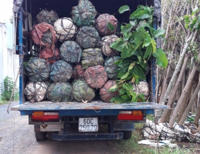 17/10/2019 giao 40 cây dầu đk 9 cm về tiền giang