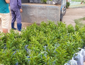 Giao 2500 vối nếp về bến tre