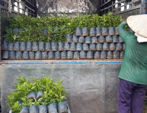 16/11/2019 giao 3000 cây vối nếp giống về bến tre