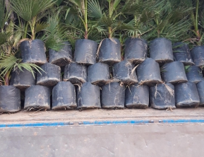 11/03 /2020 giao 4500 cây cọ mỹ về củ chi