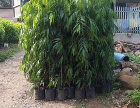 14/5 giao 200 cây hoàng nam 1m8 về bình dương