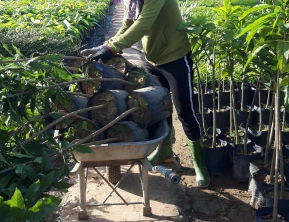 15/8/2020 giao 500 lộc vừng 1m2 về vũng tàu