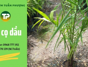 Bạn biết gì về Cây Cọ Dầu? Địa chỉ cung cấp cây giống Đồng Nai chất lượng, uy tín Tuấn Phượng