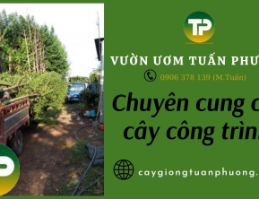 Dịch vụ chuyên cung cấp giống cây công trình uy tín, chất lượng Đồng Nai