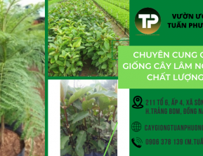 Chuyên cung cấp giống cây lâm nghiệp chất lượng tốt nhất Đồng Nai