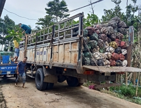 15/10/2020 giao 300 cây dầu rái về bình dương