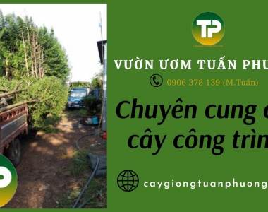 Dịch vụ chuyên cung cấp giống cây công trình uy tín, chất lượng Đồng Nai