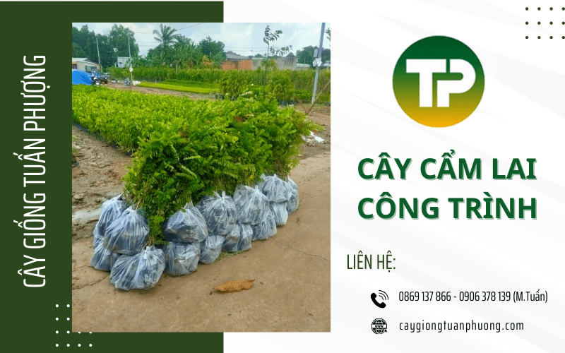 cây cẩm lai