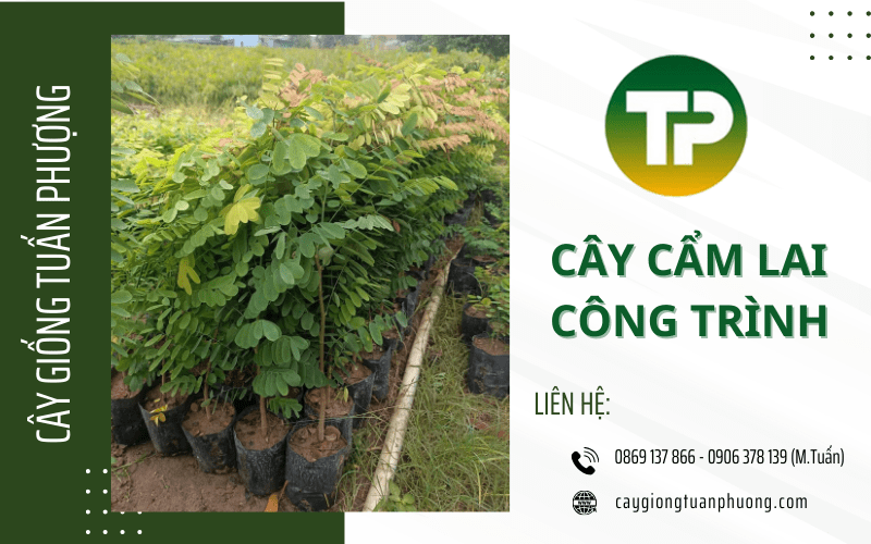 cây cẩm lai