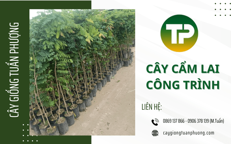 cây cẩm lai