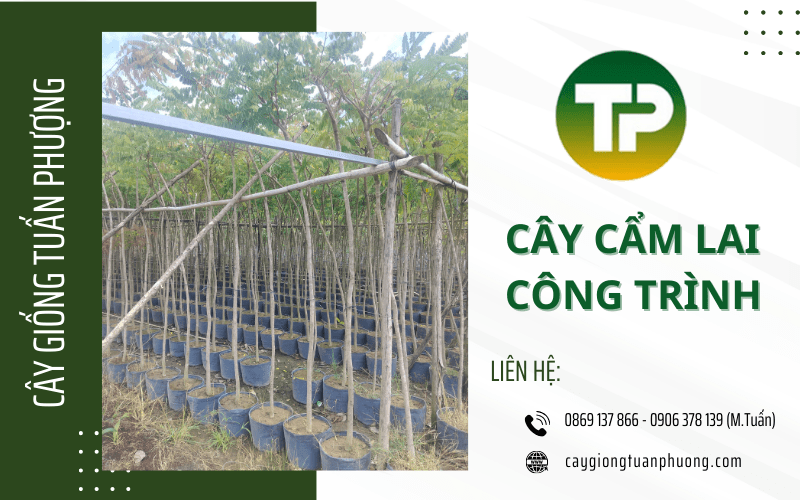 cây cẩm lai