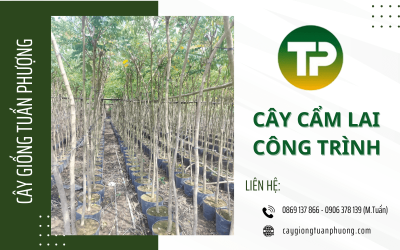cây cẩm lai