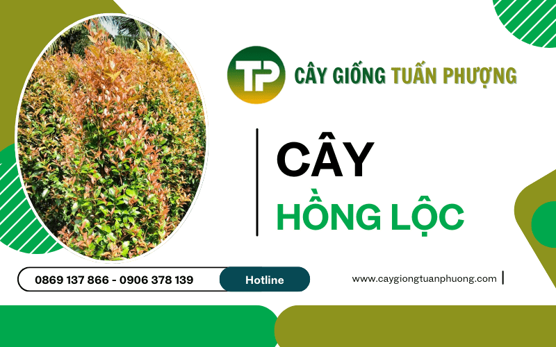 cây Hồng Lộc