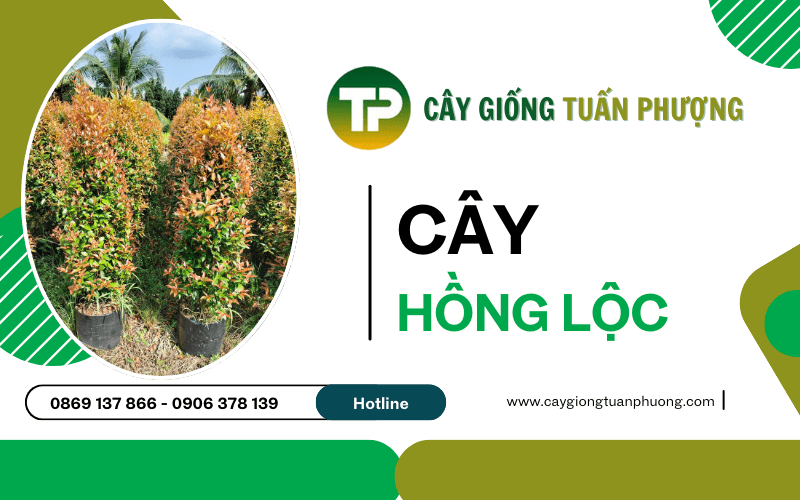 cây Hồng Lộc