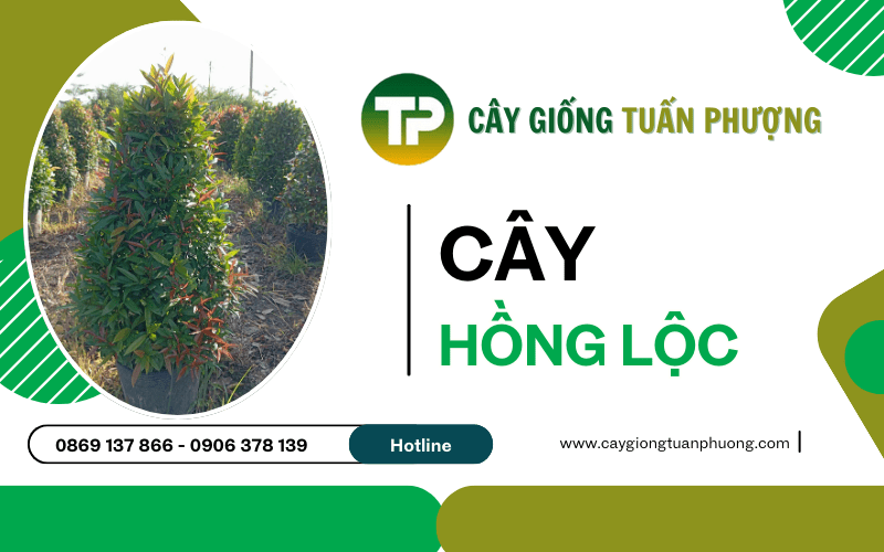 cây Hồng Lộc