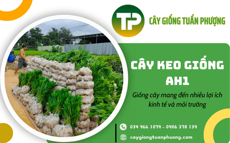 cây keo giống