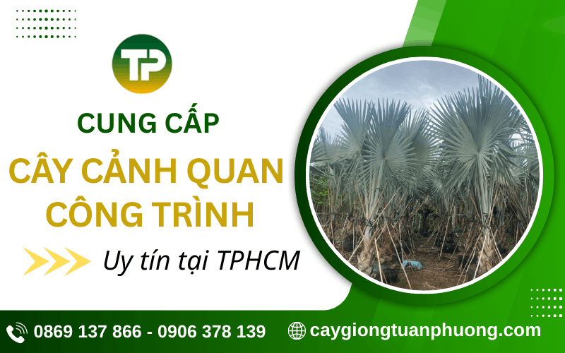 cây cảnh quan công trình