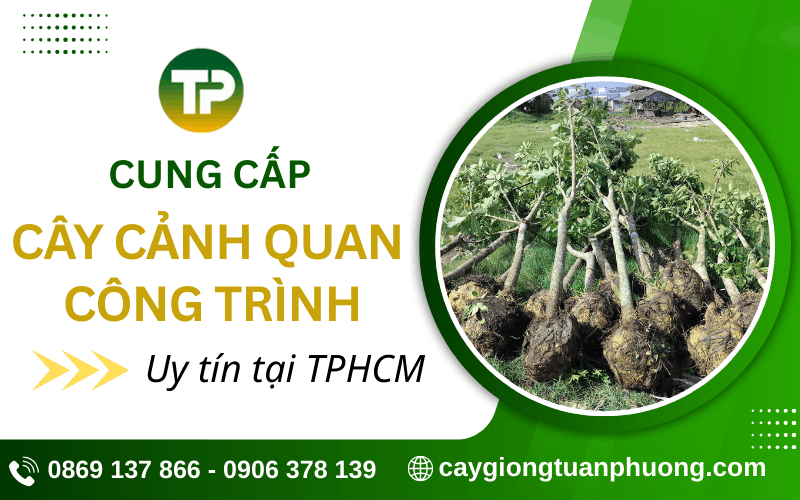 cây cảnh quan công trình