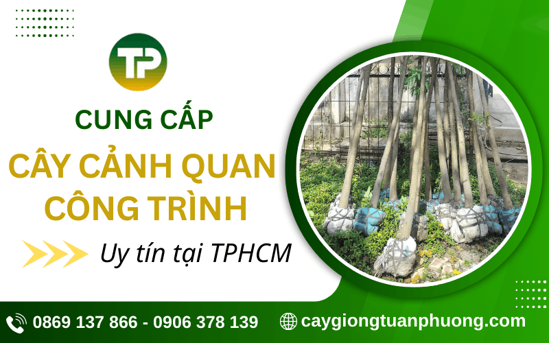 cây cảnh quan công trình
