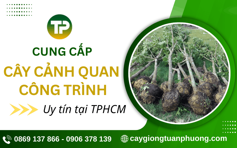 cây cảnh quan công trình