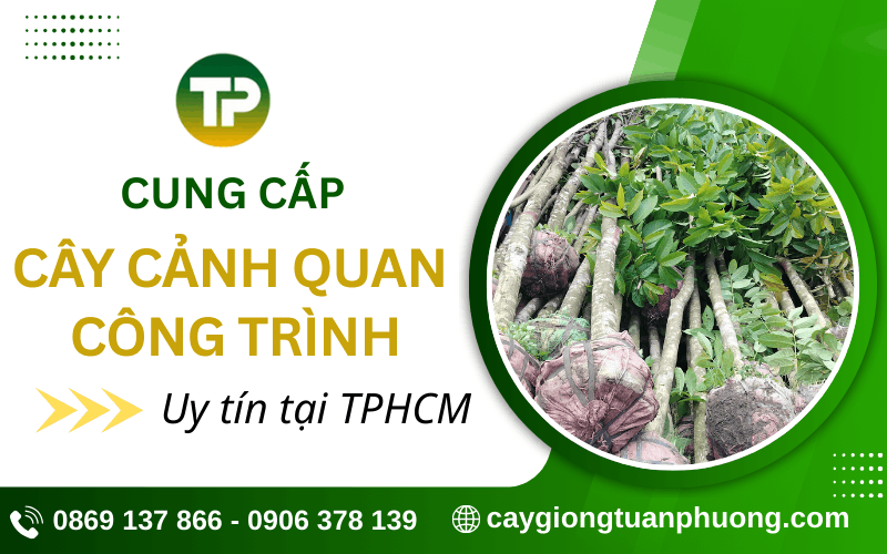 cây cảnh quan công trình