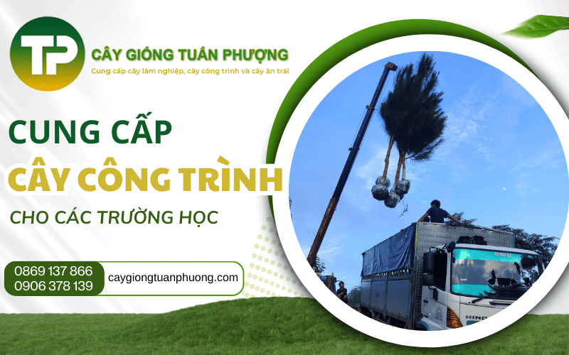 cung cấp cây công trình cho trường học