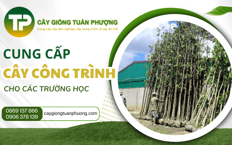 cung cấp cây công trình cho trường học