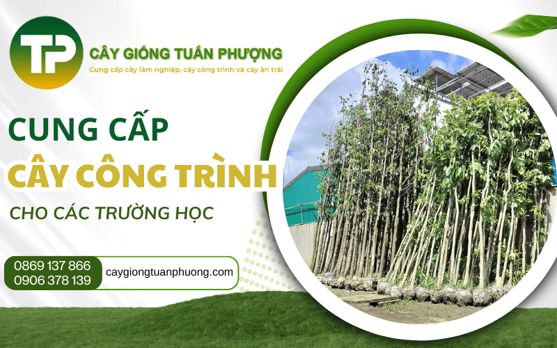 cung cấp cây công trình cho trường học