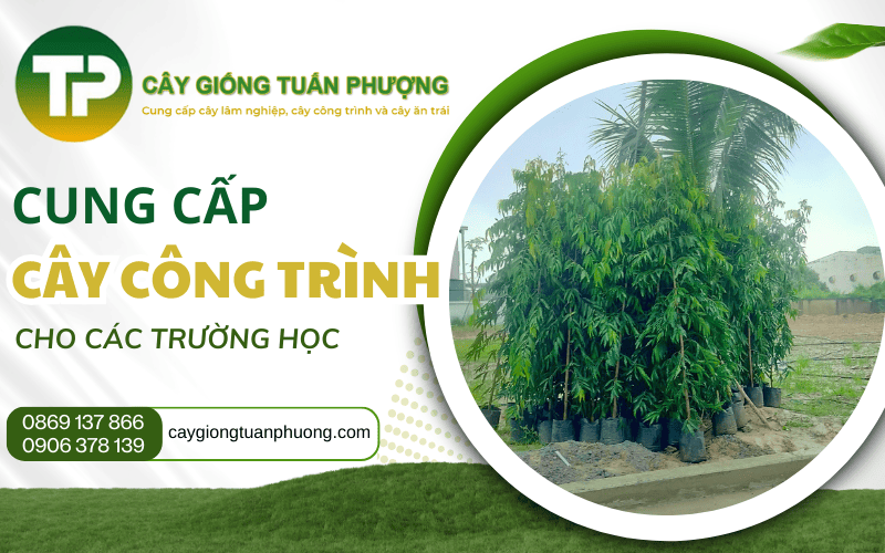 cung cấp cây công trình cho trường học