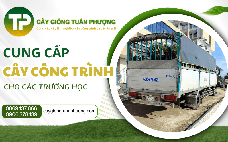 cung cấp cây công trình cho trường học