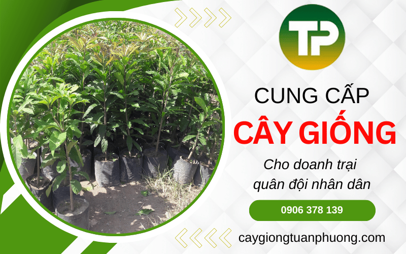 cây giống cho doanh trại quân đội
