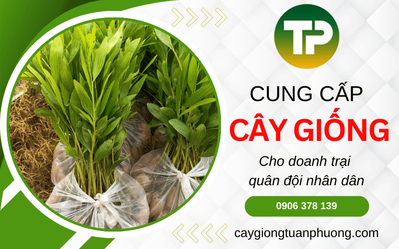 cây giống cho doanh trại quân đội