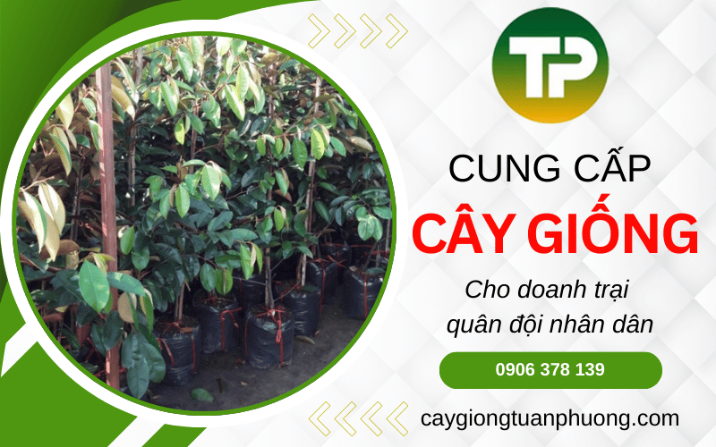 cây giống cho doanh trại quân đội