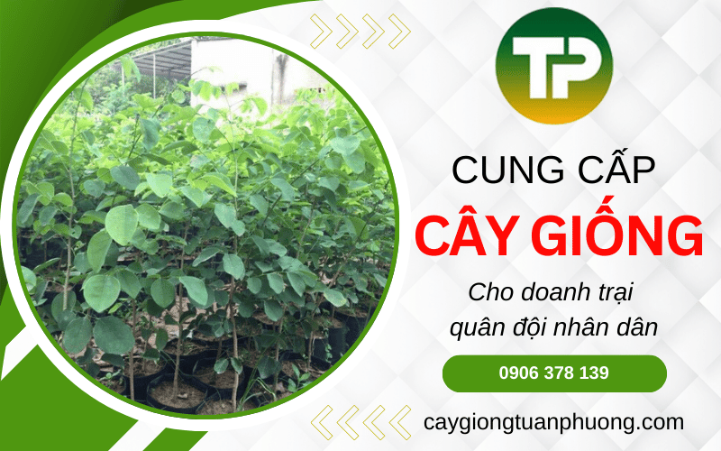 cây giống cho doanh trại quân đội