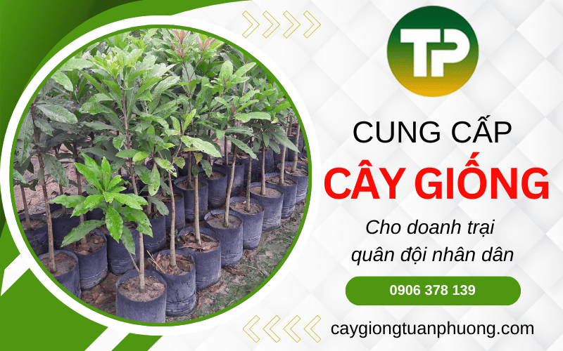 cây giống cho doanh trại quân đội