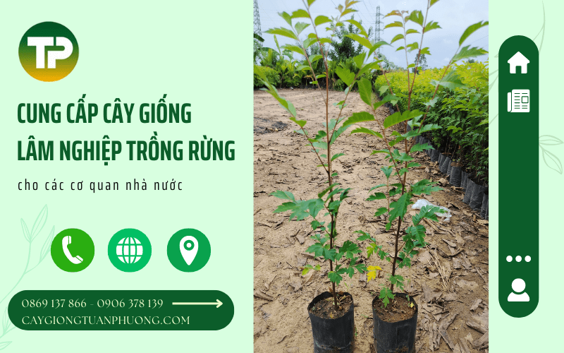 cây giống lâm nghiệp