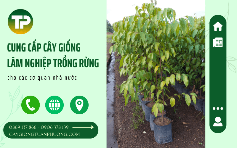 cây giống lâm nghiệp