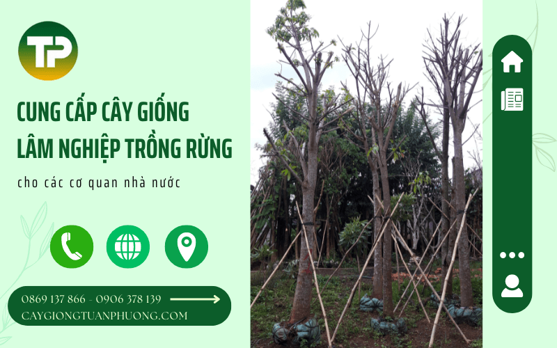 cây giống lâm nghiệp