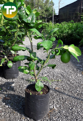 Cây bưởi da xanh