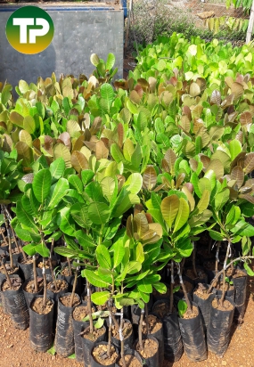 Cây Điều ghép giống PN 1