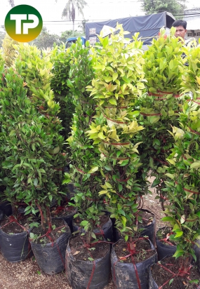 Cây Hồng Lộc 1m