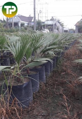 Cây cọ chỉ Mỹ