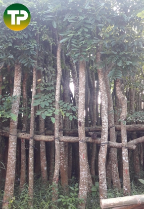 Cây xạc cừ đường kính 10cm