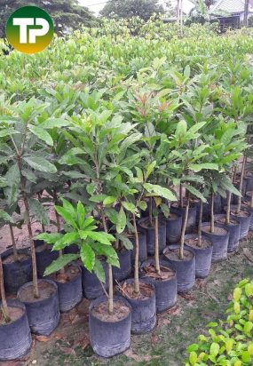 cây lộc vừng giống 2