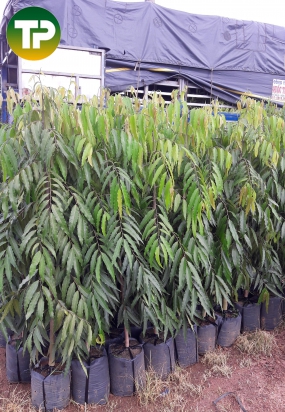 Cây hoàng nam 1m50